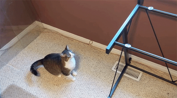 猫にガラス いつも乗っかっているガラステーブルのガラスを取り去ってみた こうなった カラパイア 猫にガラス いつも乗っかっているガラステーブルのガラスを取り去ってみた こうなった カラパイア