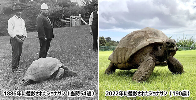 136年前に撮影されたジョナサンと現在のジョナサン