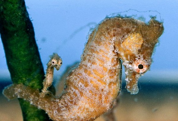 お父さんも子育てするよ 生物界きっての10種のイクメンたち カラパイア お父さんも子育てするよ 生物界きっての10種のイクメンたち カラパイア
