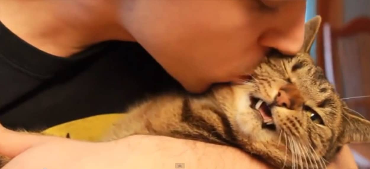 顔を近づけんな顔を キスが嫌いな猫と犬の動画総集編 カラパイア