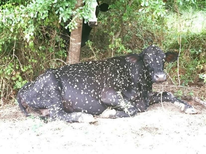 cow-3 (1)