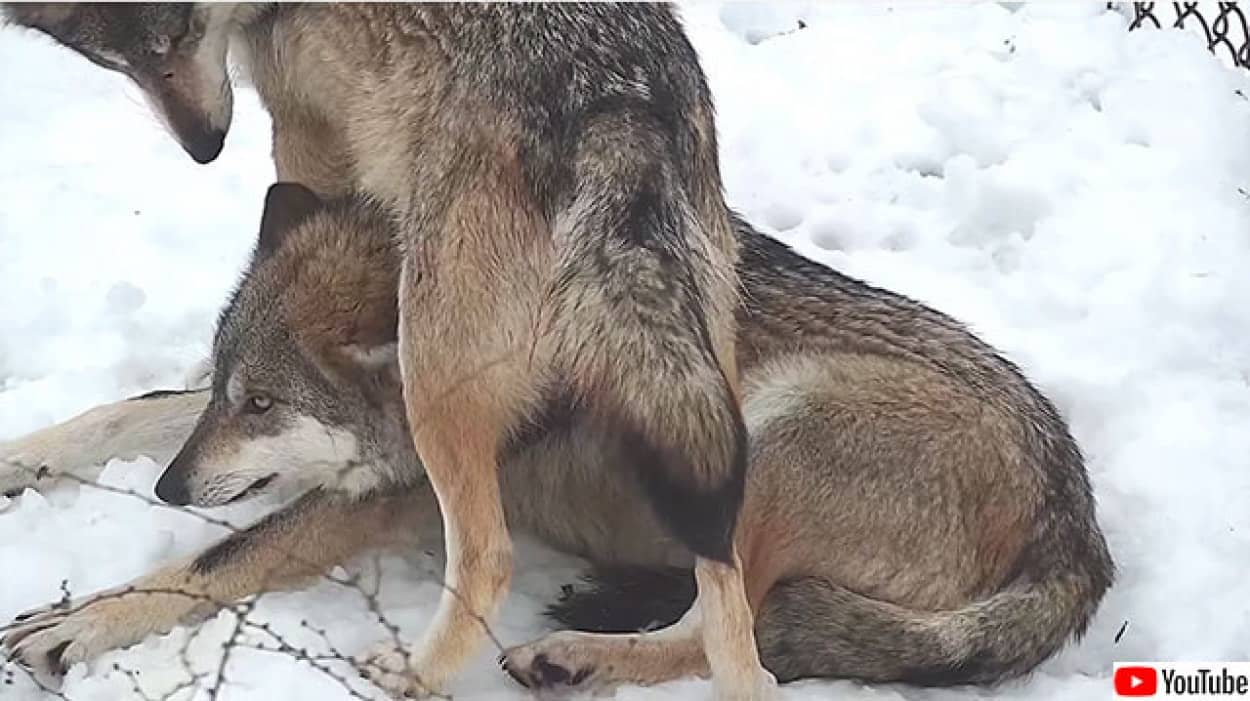 妹の頭の上にのるオオカミ
