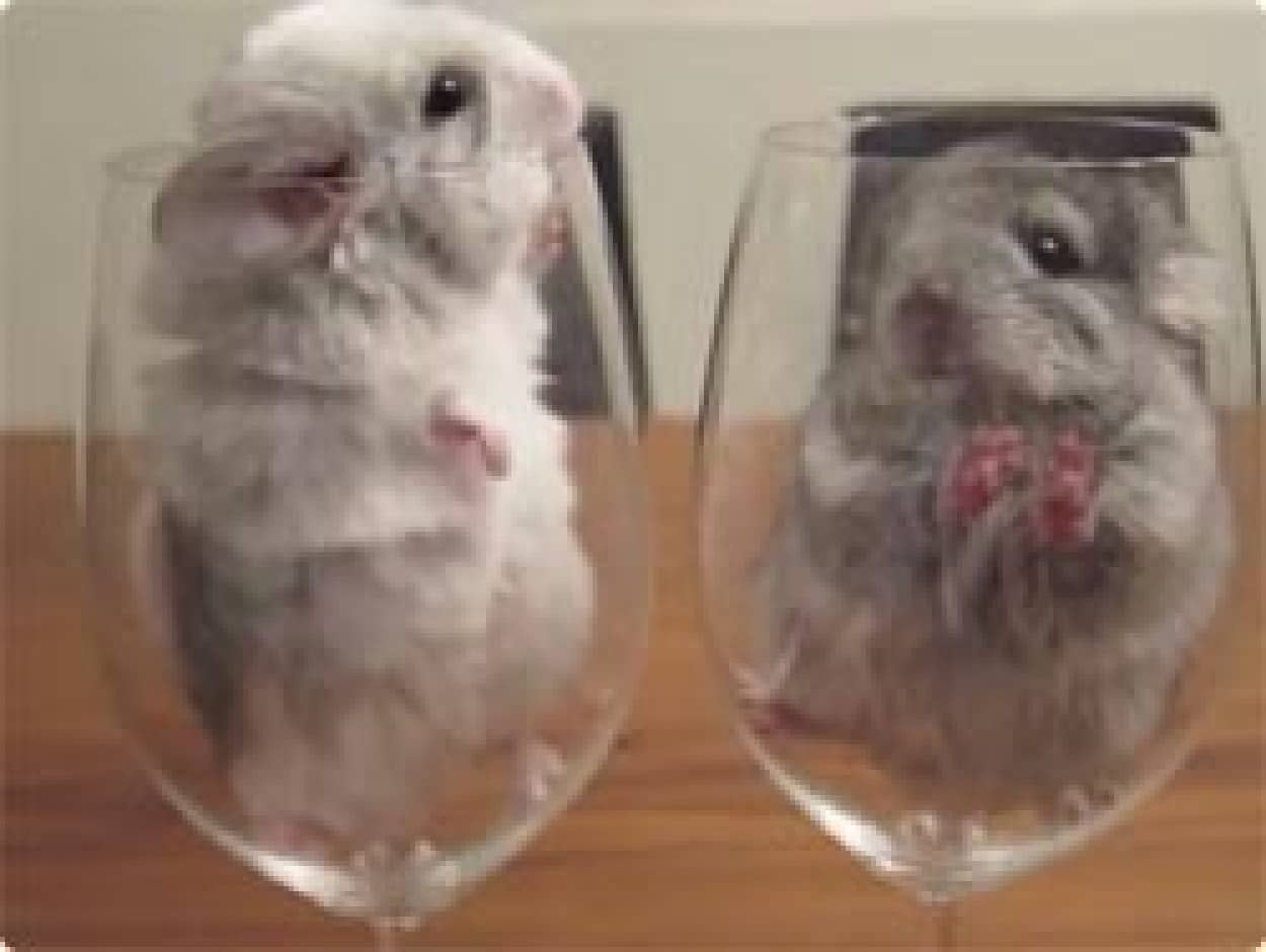 飲み干したくなるほどかわいい2匹のチンチラカクテル入りグラス カラパイア 飲み干したくなるほどかわいい2匹のチンチラカクテル入りグラス カラパイア