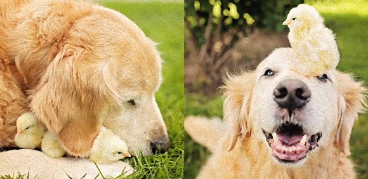 ゴールデンレトリバーとヒヨコたちのモフモフ共演ぽっかぽか動画 写真 カラパイア