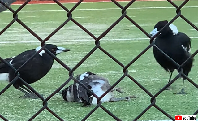 まだ遊んでいたい～？カササギの子、両親の前で死んだふり