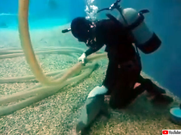 魚だってなでられたい。水槽清掃員にピタっと寄り添いなでてもらうのを待っている猫みたいな魚