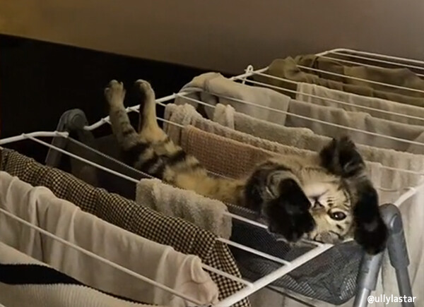 「ここが最高にゃ」室内物干し台がお気に入りスポットとなった子猫の日常