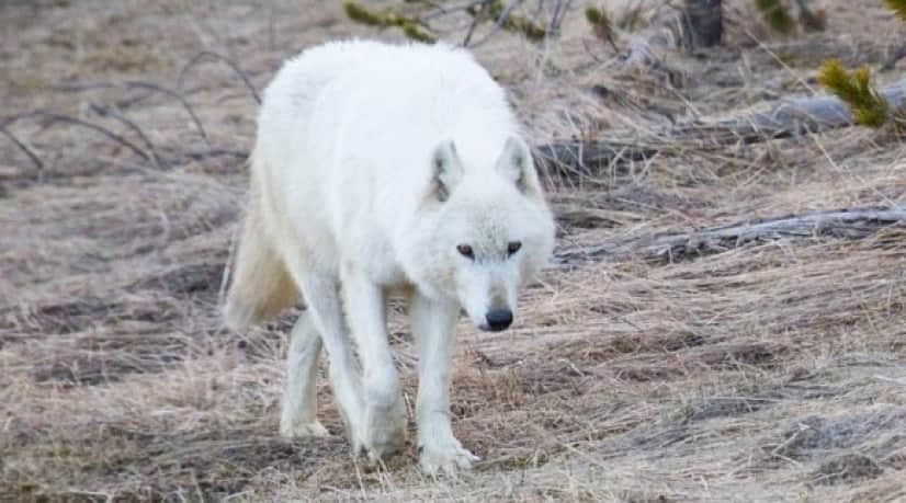 白いオオカミを撃ったのは誰だ 懸賞金がかけられ犯人探しが始まった アメリカ イエローストーン カラパイア