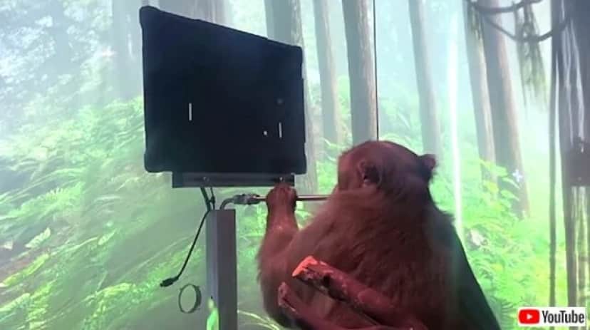 humanlikeanimals3_640