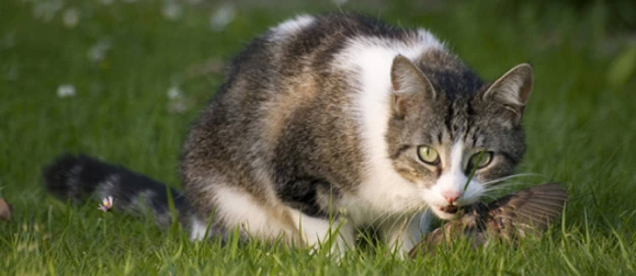 制御不能 猫を捕獲し絶滅危惧種の鳥を救ったらネズミが増殖 今度はネズミが絶滅危惧種の植物を食い荒らす 小笠原諸島 カラパイア 制御不能 猫を捕獲し絶滅危惧種の鳥を救ったらネズミが増殖 今度はネズミが絶滅危惧種の植物を食い荒らす 小笠原諸島 カラパイア