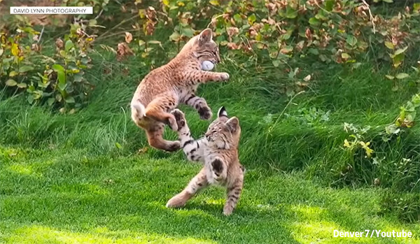 ゴルフ場でボールと戯れるボブキャットたちがかわいすぎる！