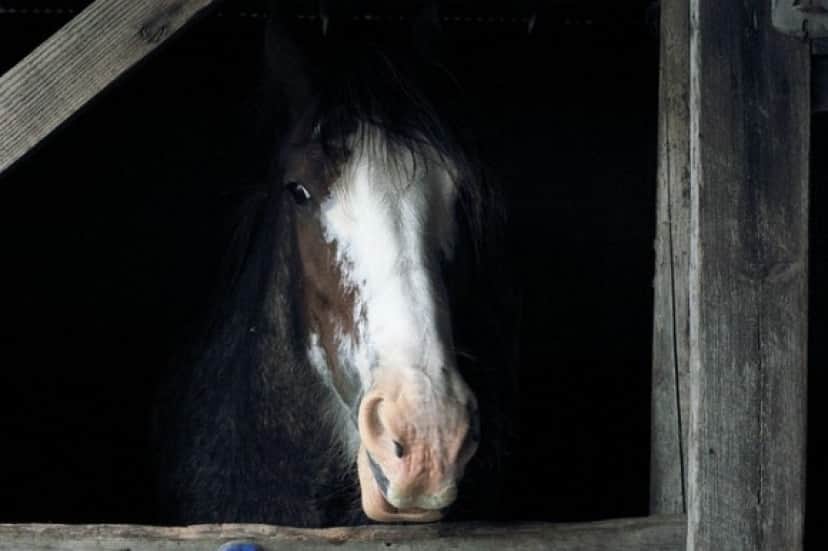 horse-450527_640_e