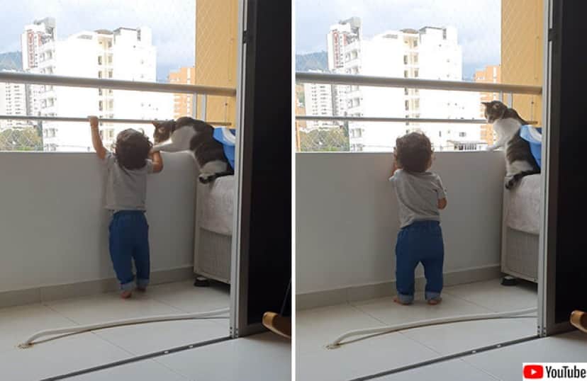 お前にここは危険にゃ ベランダにいる子供を守ろうとする猫 カラパイア