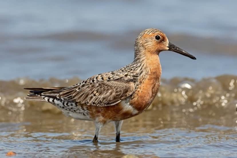 1280px-Red-Knot-for-Wiki_e