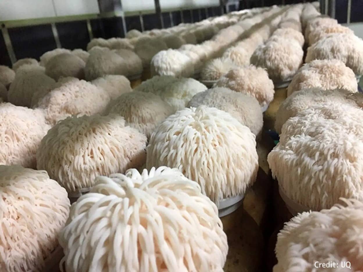 キノコから記憶力を高める化合物を発見no title