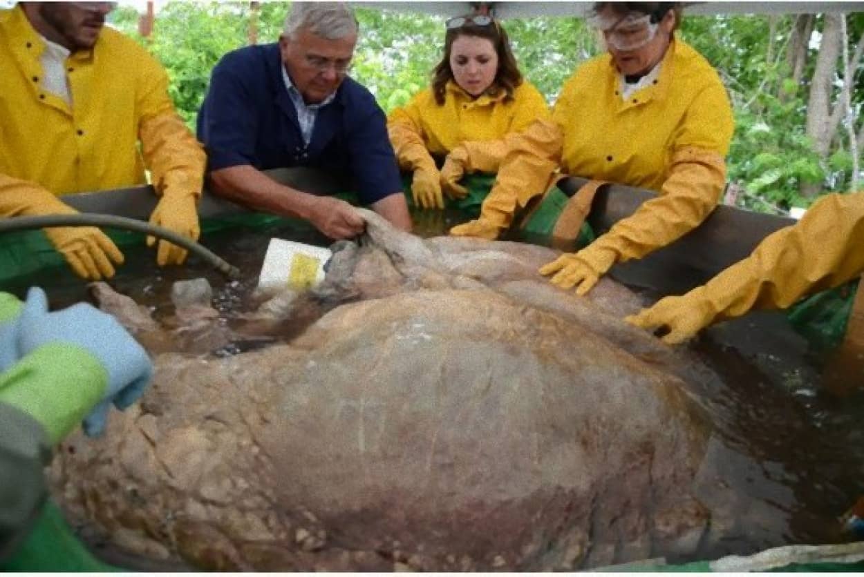 どでかっ！世界一大きい心臓を持つシロナガスクジラの心臓保存計画（カナダ）