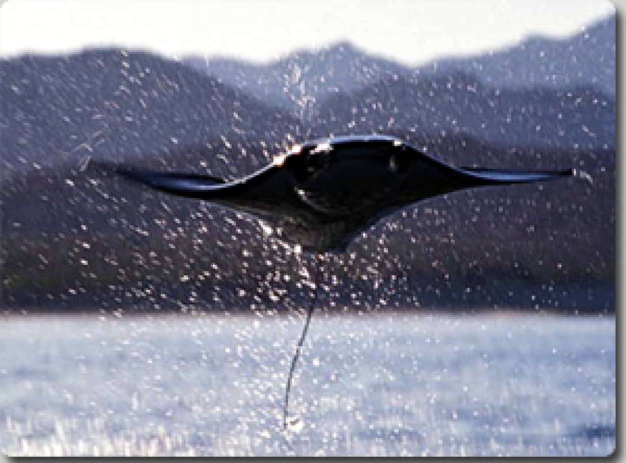 鳥じゃない 虫じゃないのに空を飛べちゃう7つの生物 カラパイア 鳥じゃない 虫じゃないのに空を飛べちゃう7つの生物 カラパイア