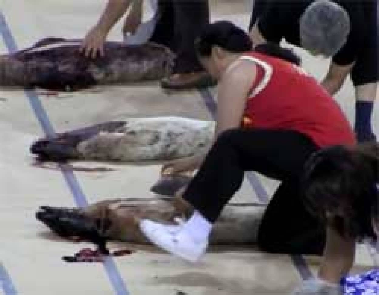 世界エスキモー インディアン オリンピック競技種目 アザラシの皮剥き 閲覧注意 カラパイア