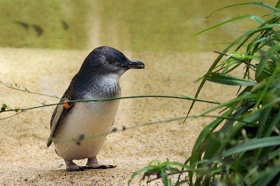 動物園のマスコット 世界一小さいペンギン Eudyptula Minor の子どもがヨチヨチ事務所を歩き回るよ カラパイア
