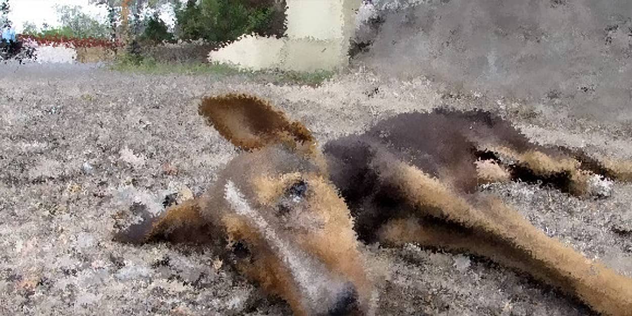 助けてくれる人だ 道に倒れ起き上がることもできない瀕死の犬が最後の力を振り絞って尻尾を振り続ける インド カラパイア 助けてくれる人だ 道に倒れ起き上がることもできない瀕死の犬が最後の力を振り絞って尻尾を振り続ける インド カラパイア