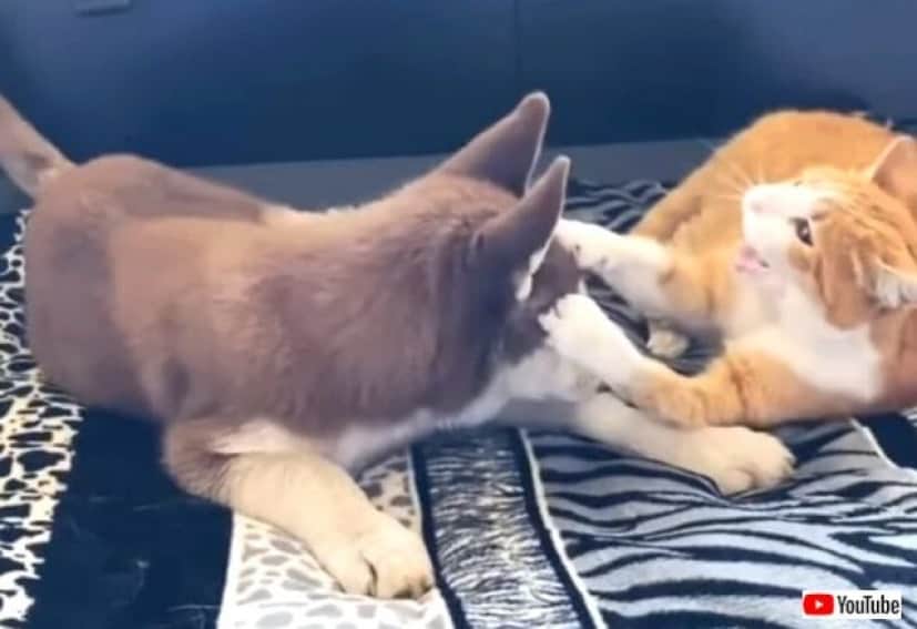 まったり仲良しわんことにゃんこ ハスキーの子犬と猫のいちゃこらタイムに和んじゃおう カラパイア まったり仲良しわんことにゃんこ ハスキーの子犬と猫のいちゃこらタイムに和んじゃおう カラパイア