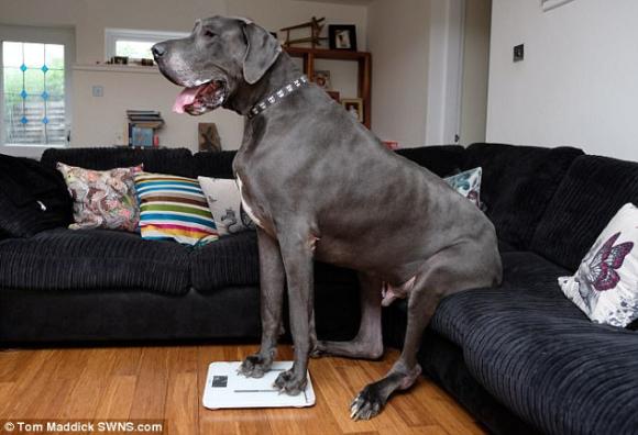 犬だけど体重98キロ イギリスで一番重いかもしれない疑惑のあるグレートデーンのバルサザール氏 カラパイア