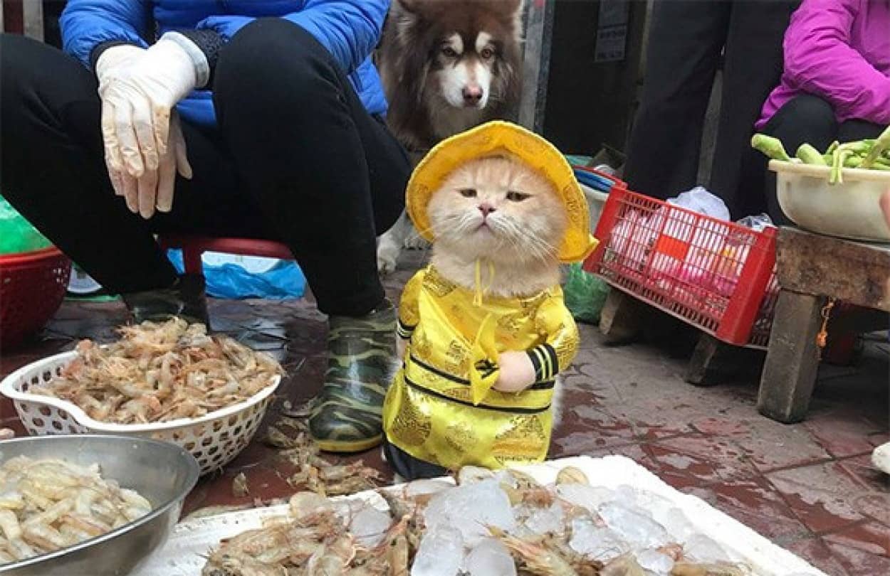 ベトナムでは 犬という名の猫が魚屋での看板店員をつとめているらしい カラパイア ベトナムでは 犬という名の猫が魚屋での看板店員をつとめているらしい カラパイア