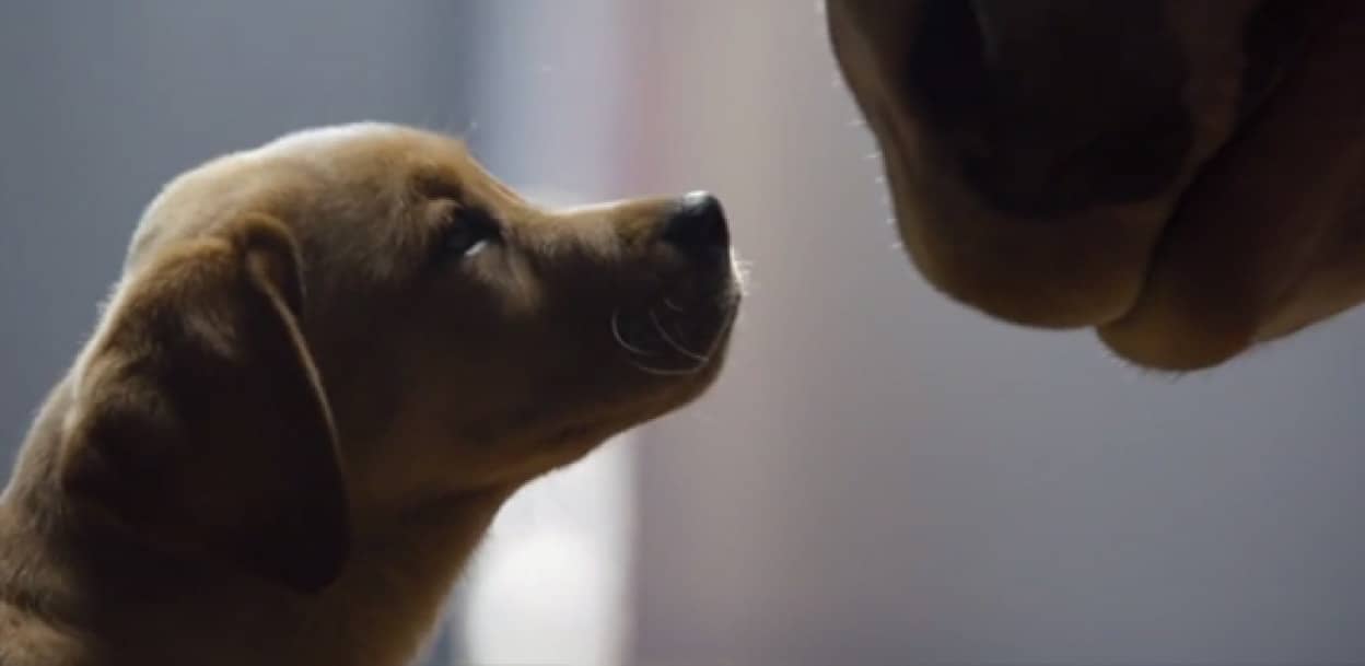 犬が参入して更に秀逸に バドワイザーの馬のcm カラパイア 犬が参入して更に秀逸に バドワイザーの馬のcm カラパイア