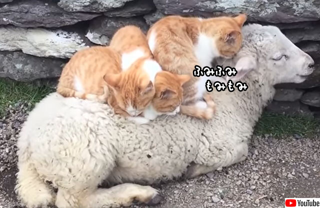 羊のお布団に乗る3匹の猫