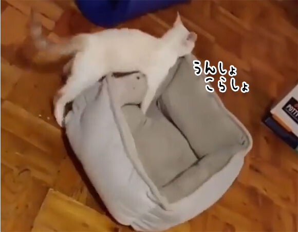 ベッドを運ぶ猫、その行先は？