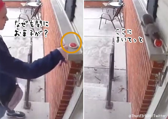 リスからのプレゼント？玄関に置いてあったお菓子はリスが運んできてくれた
