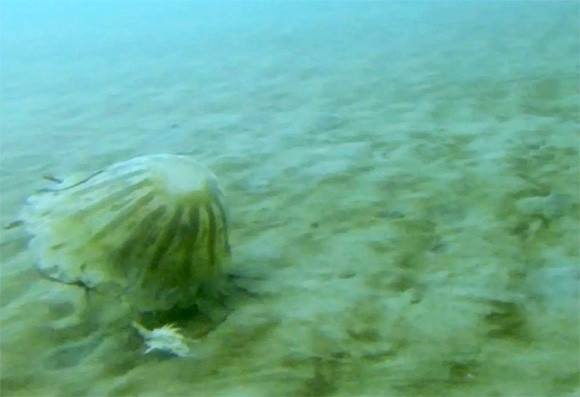 極寒の北極圏の海底に潜む 巨大クラゲをとらえた貴重な映像 カラパイア 極寒の北極圏の海底に潜む 巨大クラゲをとらえた貴重な映像 カラパイア
