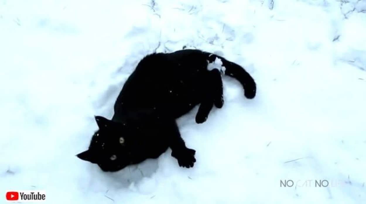 catsreactingtosnow4_640