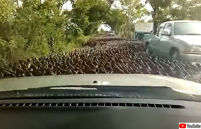 数の暴力。カモの大群が道路を占拠