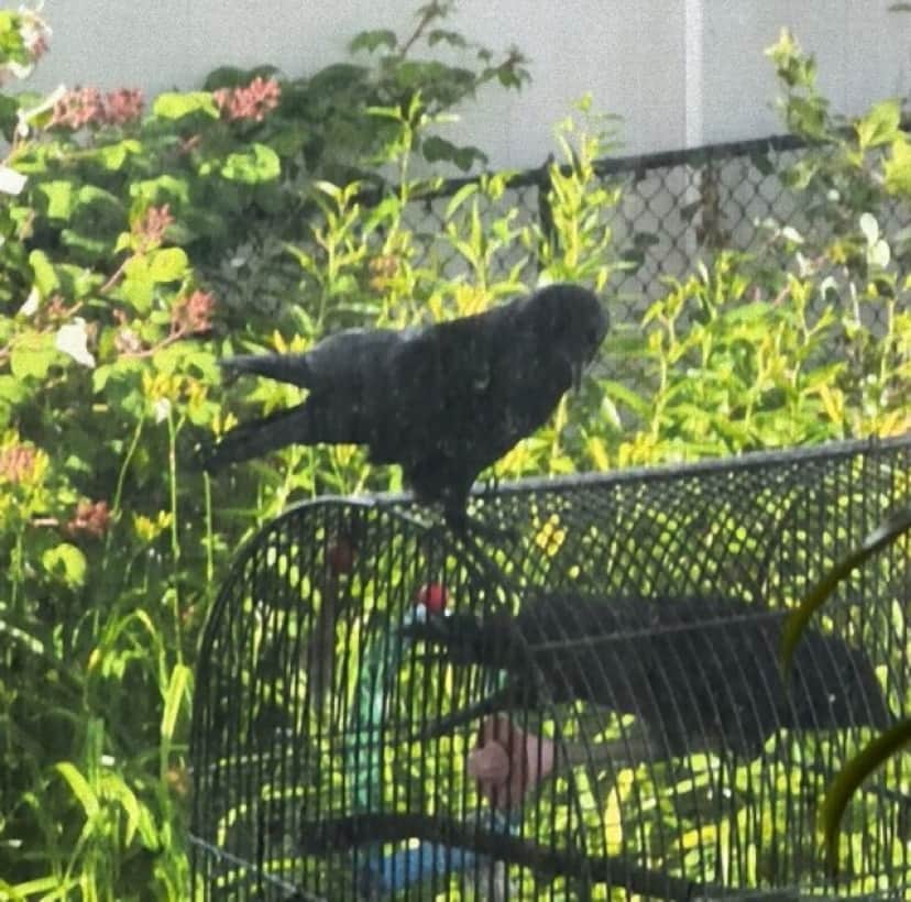 crow3_e