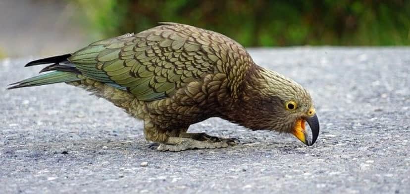賢いミヤマオウム