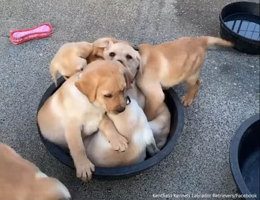 たらいの中が大渋滞 どうしても入りたかったラブラドールの子犬たちは全部で何匹 カラパイア たらいの中が大渋滞 どうしても入りたかったラブラドールの子犬たちは全部で何匹 カラパイア