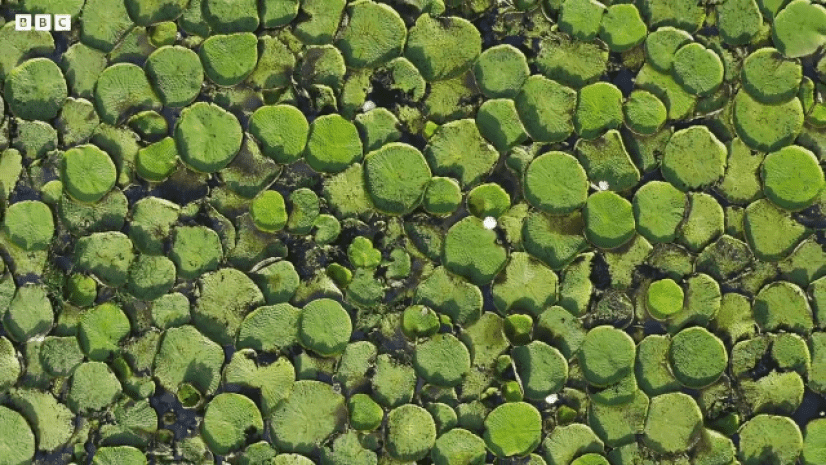 圧巻 巨大な葉を広げる水生植物 オオオニバスのタイムラプス映像 カラパイア