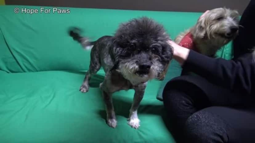 ボロボロの敷物かと思ったら犬だった 子供たちが捨て犬を発見し 保護施設にメールで救助依頼 無事保護される カラパイア ボロボロの敷物かと思ったら犬だった 子供たちが捨て犬を発見し 保護施設にメールで救助依頼 無事保護される カラパイア