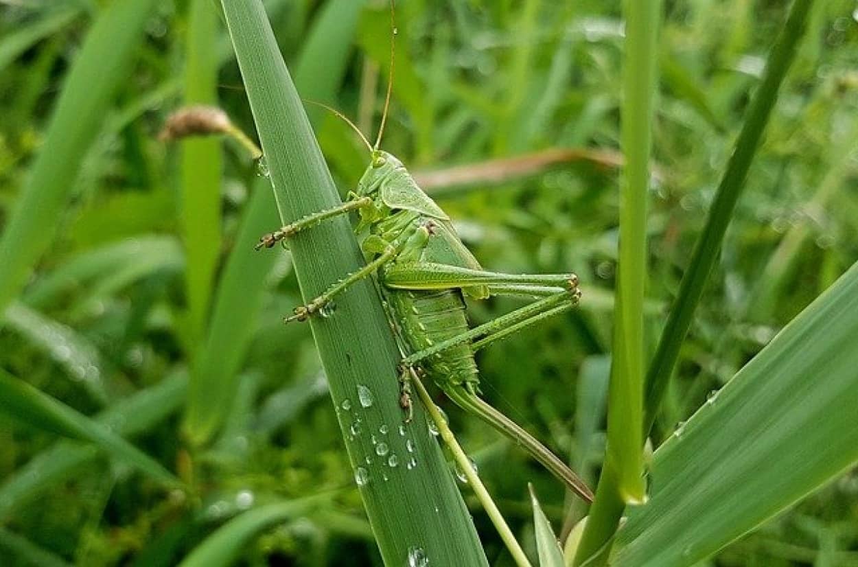 grasshopper-3343500_640