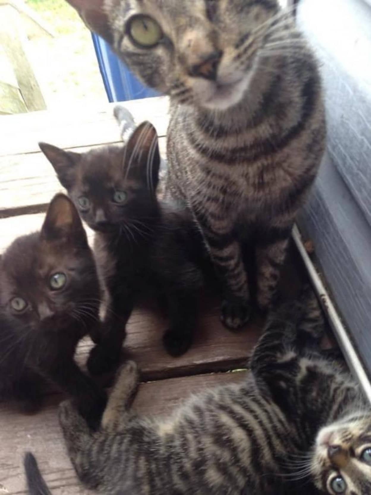 キャンプに行ったらトラ猫が待っていた 意気投合したら子猫たちを連れてきた そのまま自宅へお持ち帰りというnnn恒例事案 カラパイア キャンプに行ったらトラ猫が待っていた 意気投合したら子猫たちを連れてきた そのまま自宅へお持ち帰りというnnn恒例事案 カラパイア