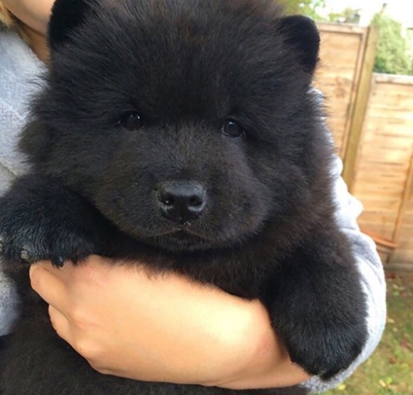 クマだと思ったら犬だった どうみてもクマとかクマのぬいぐるみにしか見えない犬たちの画像まとめ カラパイア