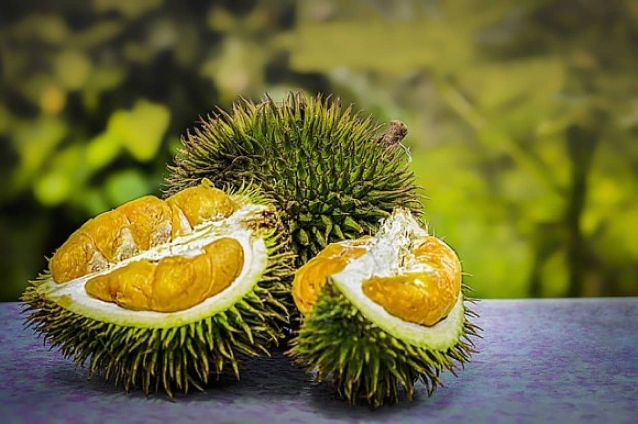 durian-3597242_640_e