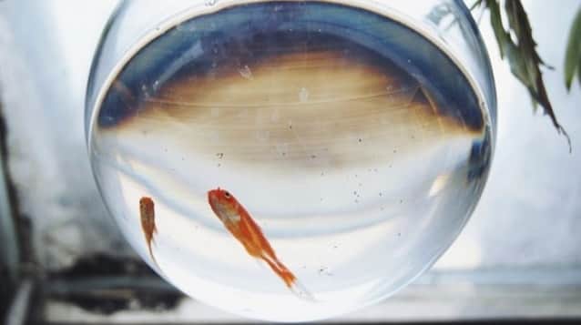 トイレに流される金魚を救え フランスの水族館が金魚の保護施設を作る カラパイア トイレに流される金魚を救え フランスの水族館が金魚の保護施設を作る カラパイア