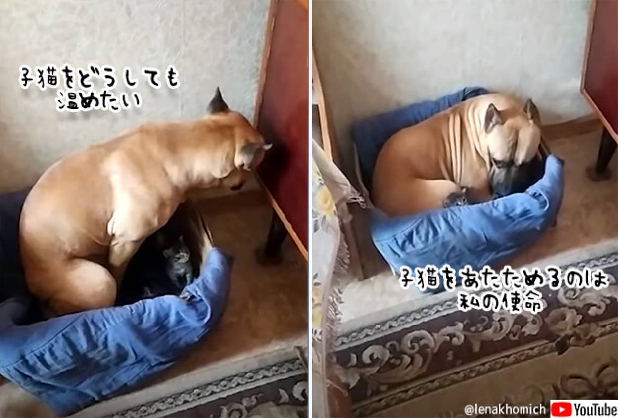 子猫の母親になりたがる犬
