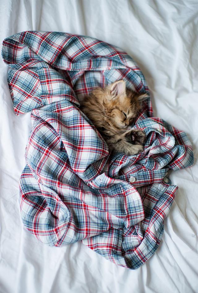 クール ビューティー 世界一の美猫 と話題のデイジーさんの画像集を見て みんなでとろけよう カラパイア