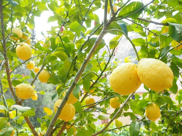 lemon-1117565_640_e