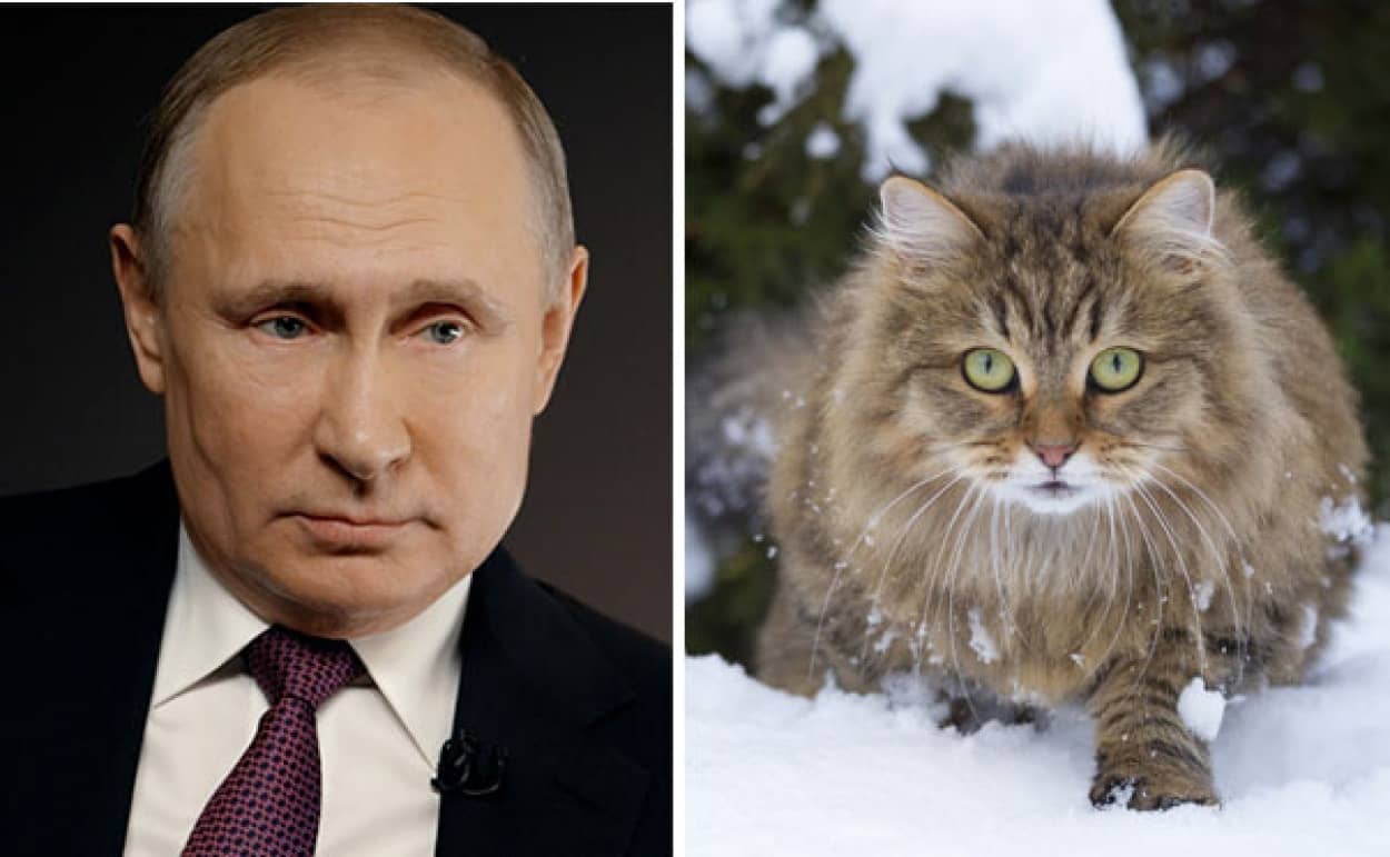 プーチン大統領、動物用コロナウイルスワクチンの開発に着手
