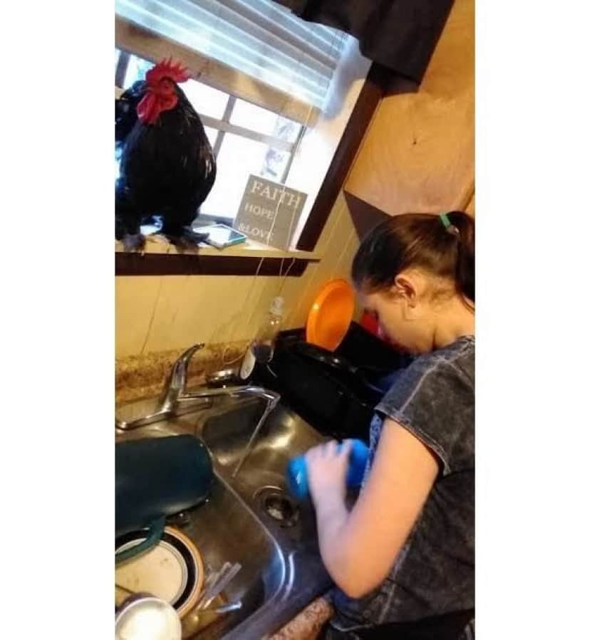 dishes