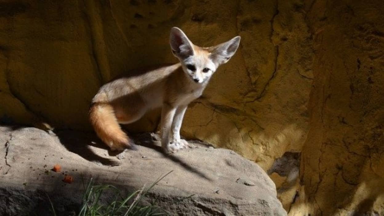fennec-2007680_640_e